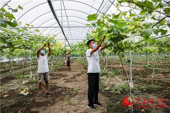 河北安国：新品种葡萄为乡村振兴注入新活力